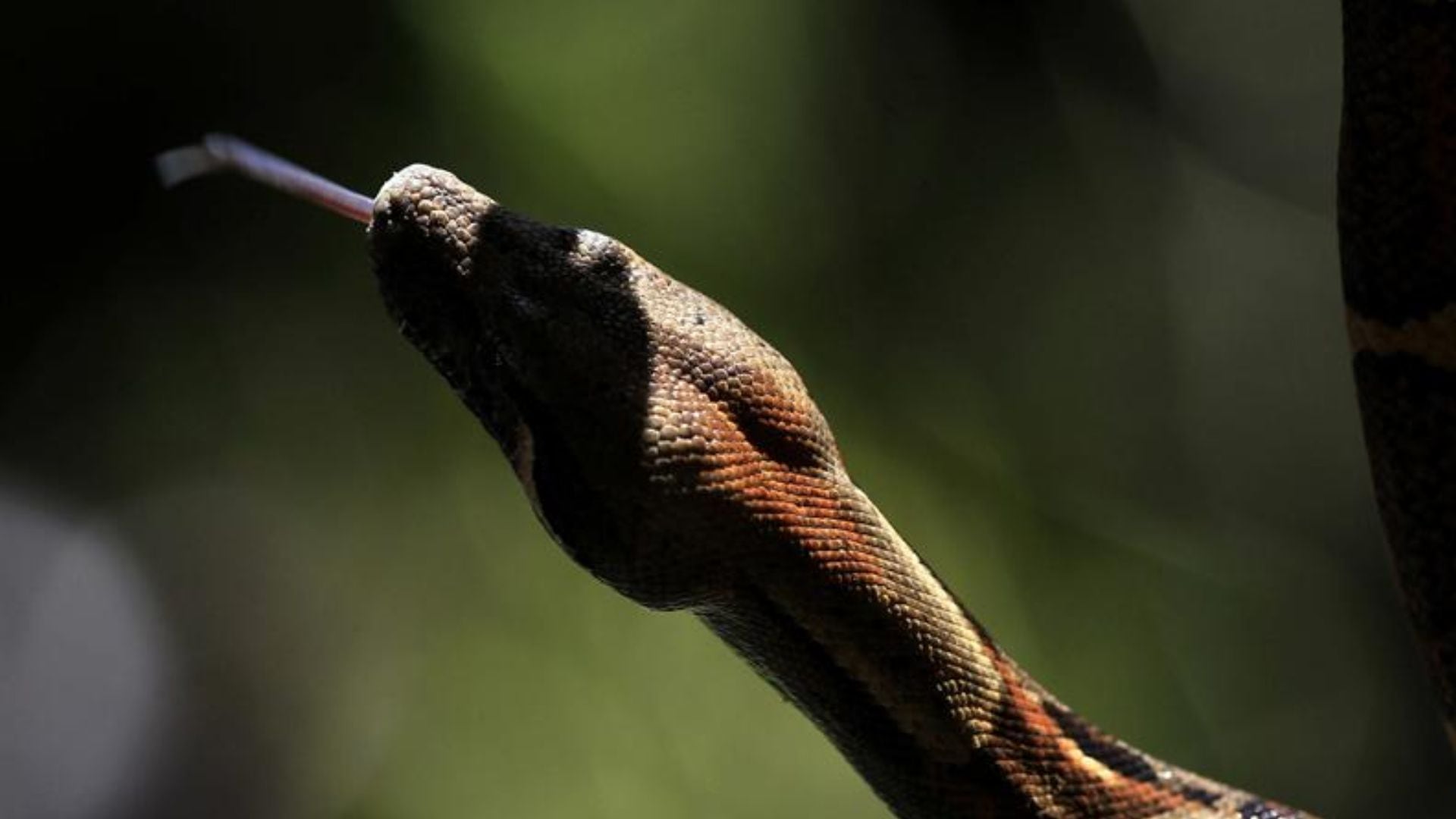 Encuentran a boa de más de medio metro en vivienda de Tumbes