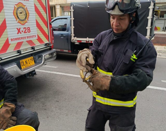 Distrito rescató una boa que estaba en una silla de bebé en la localidad de Chapinero