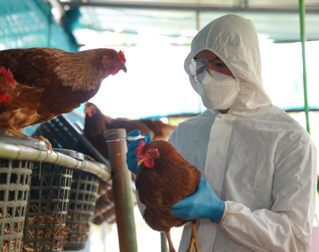 México registra la primera muerte por gripe aviar A H5N2 en el mundo: OMS