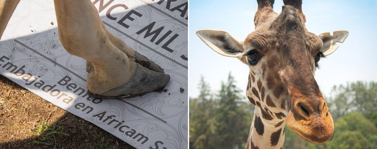 Nombran a la jirafa “Benito” embajador de su especie en Africam Safari