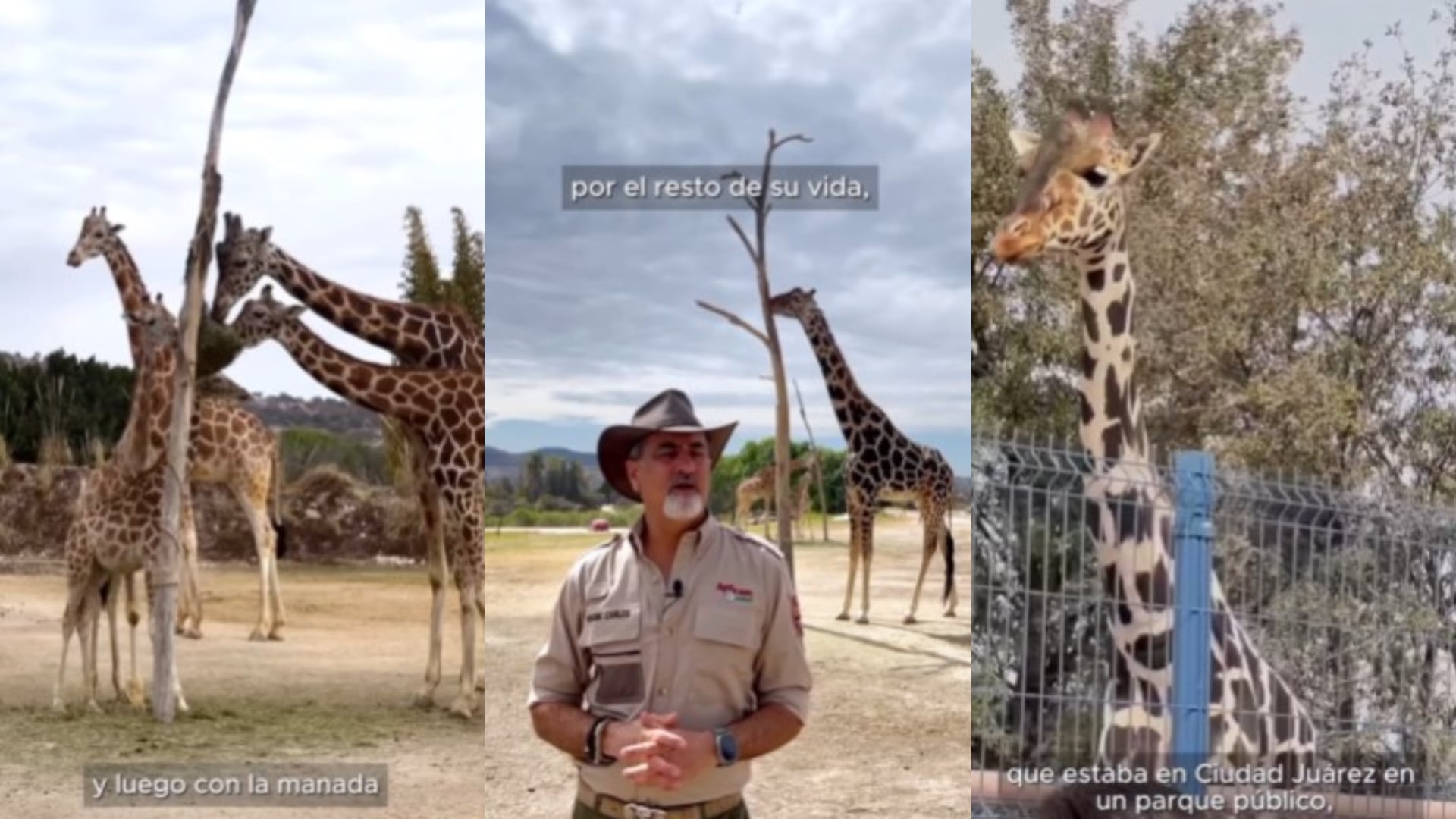 Africam Safari Jirafa Benito