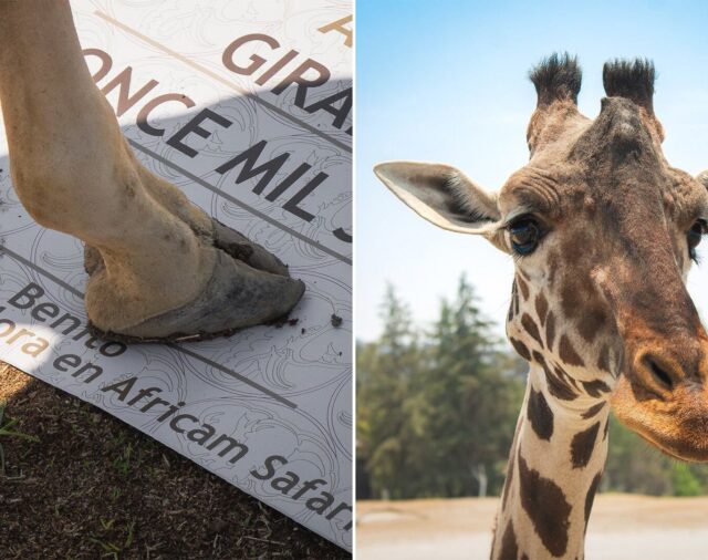Nombran a la jirafa “Benito” embajador de su especie en Africam Safari