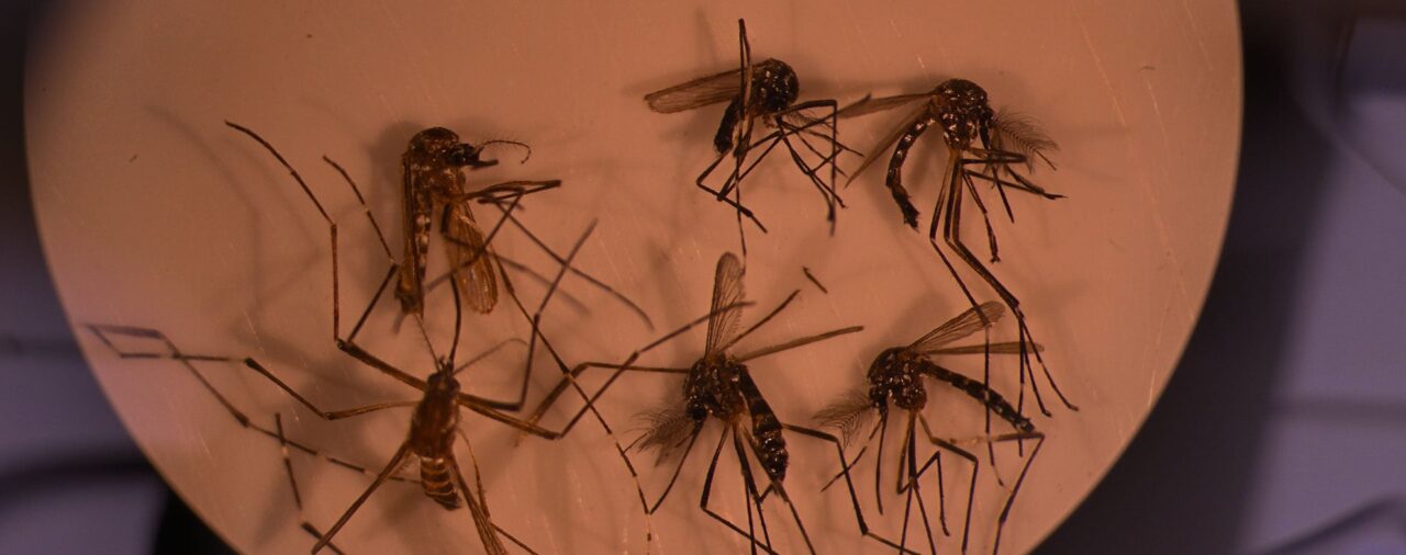 Cuántos casos de dengue hay en México y cómo evitarlo