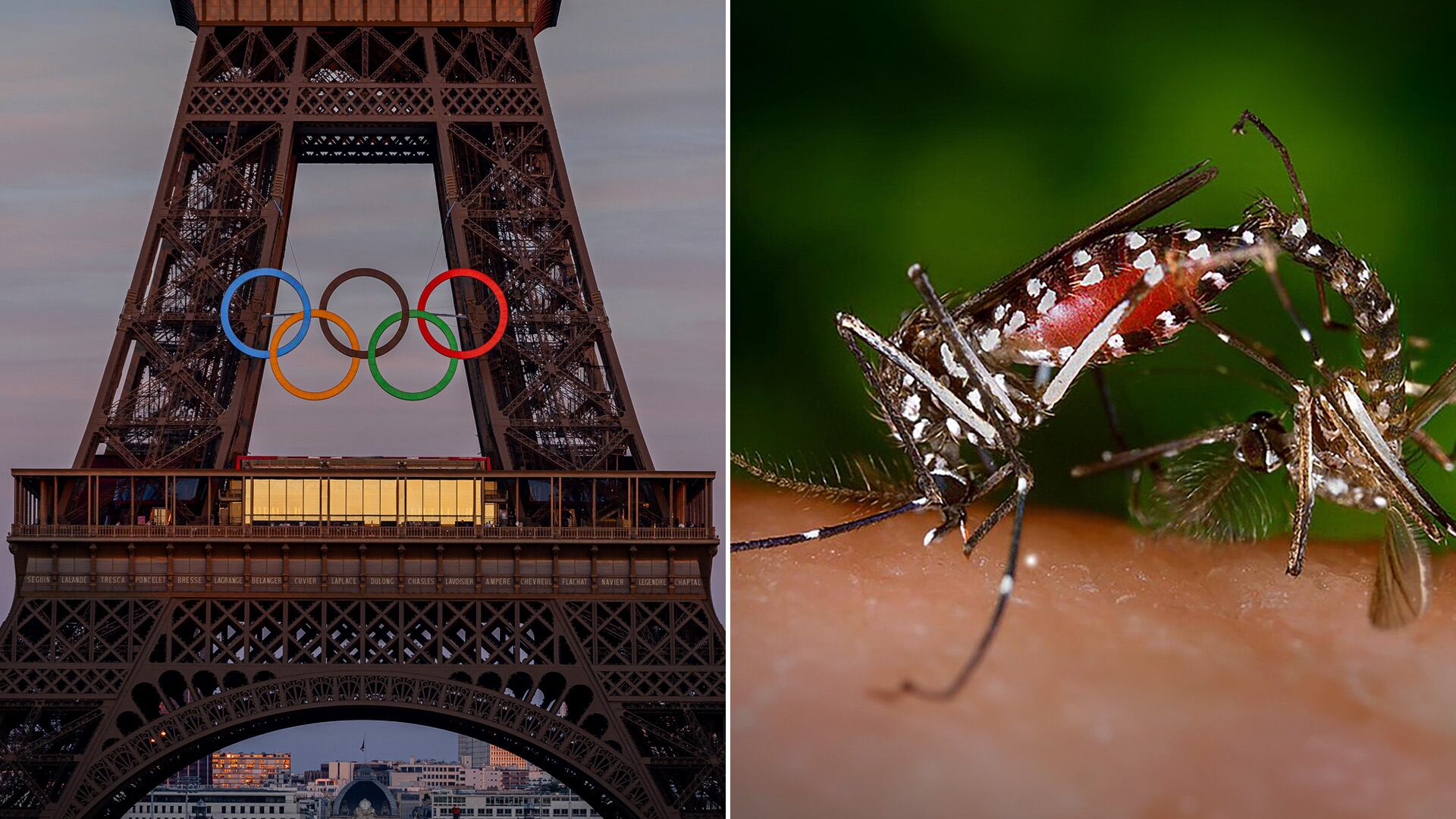 Francia y el dengue frente a los Juegos Olímpicos