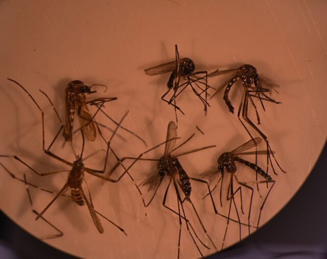 Cuántos casos de dengue hay en México y cómo evitarlo