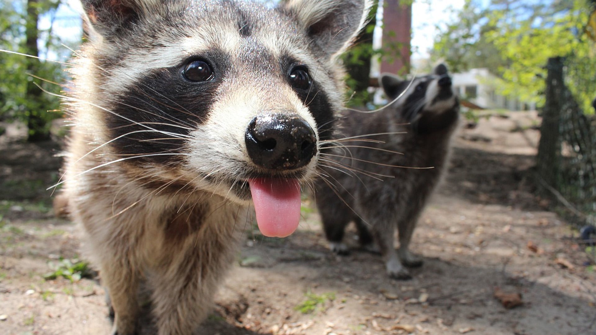 Cerca de 1.300 mapaches fueron capturados únicamente en 2022. (Pixabay). Mapaches, Tokio, Japón, Rascal The Raccoon, animales, mascotas, plaga, infestación