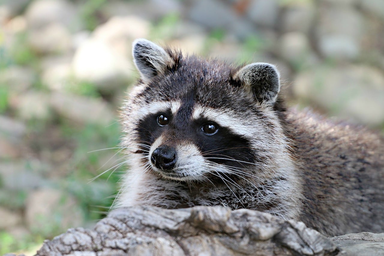 Proliferan gracias a que no tienen depredadores naturales en Japón. (Pixabay). Mapaches, Tokio, Japón, Rascal The Raccoon, animales, mascotas, plaga, infestación