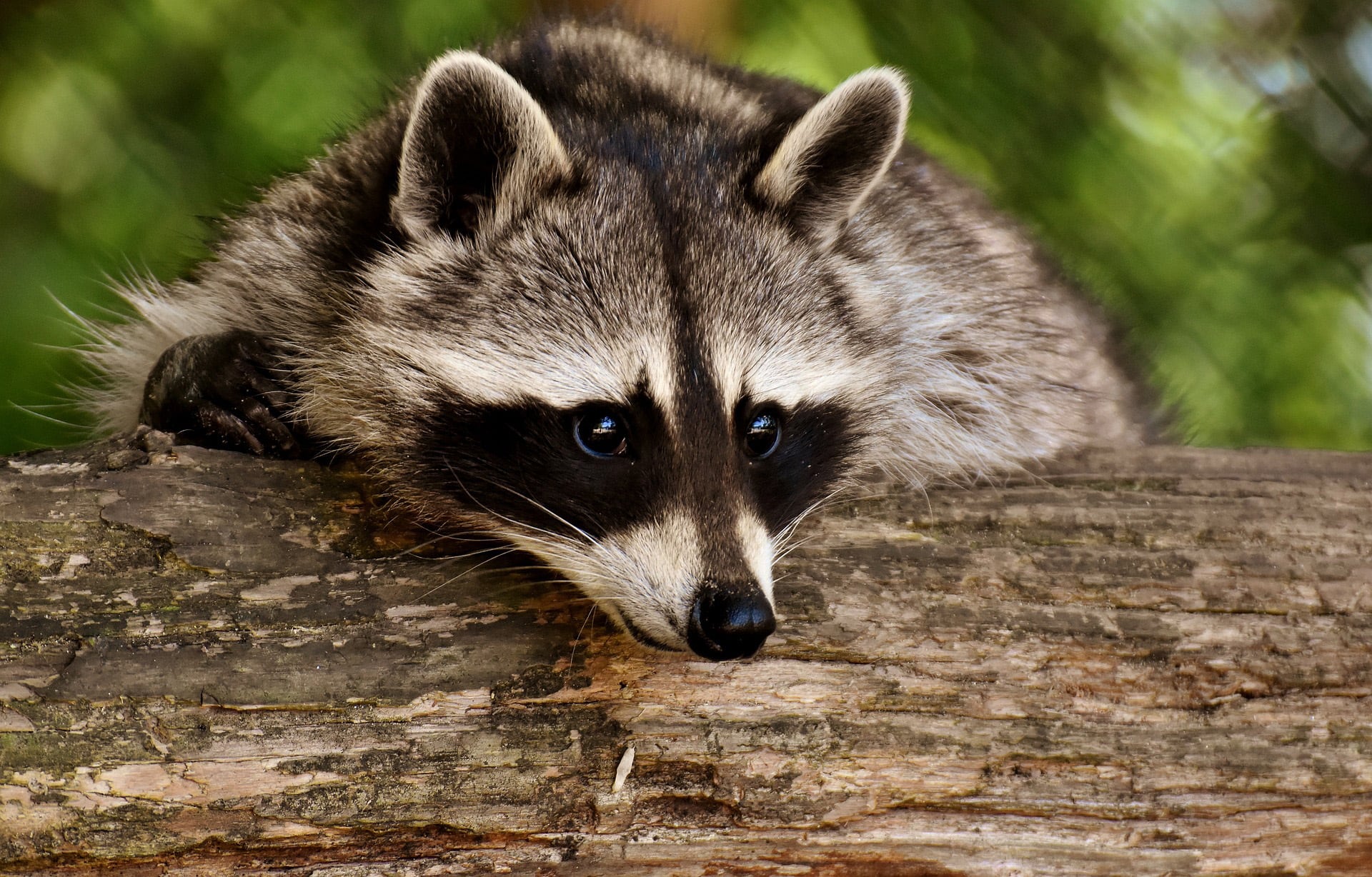 La popularidad de este animal como mascota aumentó gracias a "Rascal The Raccoon", un anime de 1977. (Pixabay). Mapaches, Tokio, Japón, Rascal The Raccoon, animales, mascotas, plaga, infestación