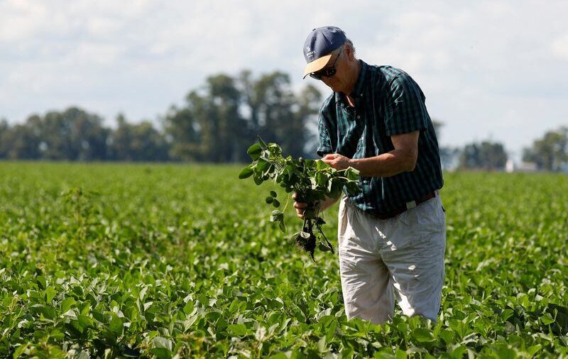 Día del Ingeniero Agrónomo y del Veterinario: ¿por qué se celebra hoy, 6 de agosto, en Argentina?