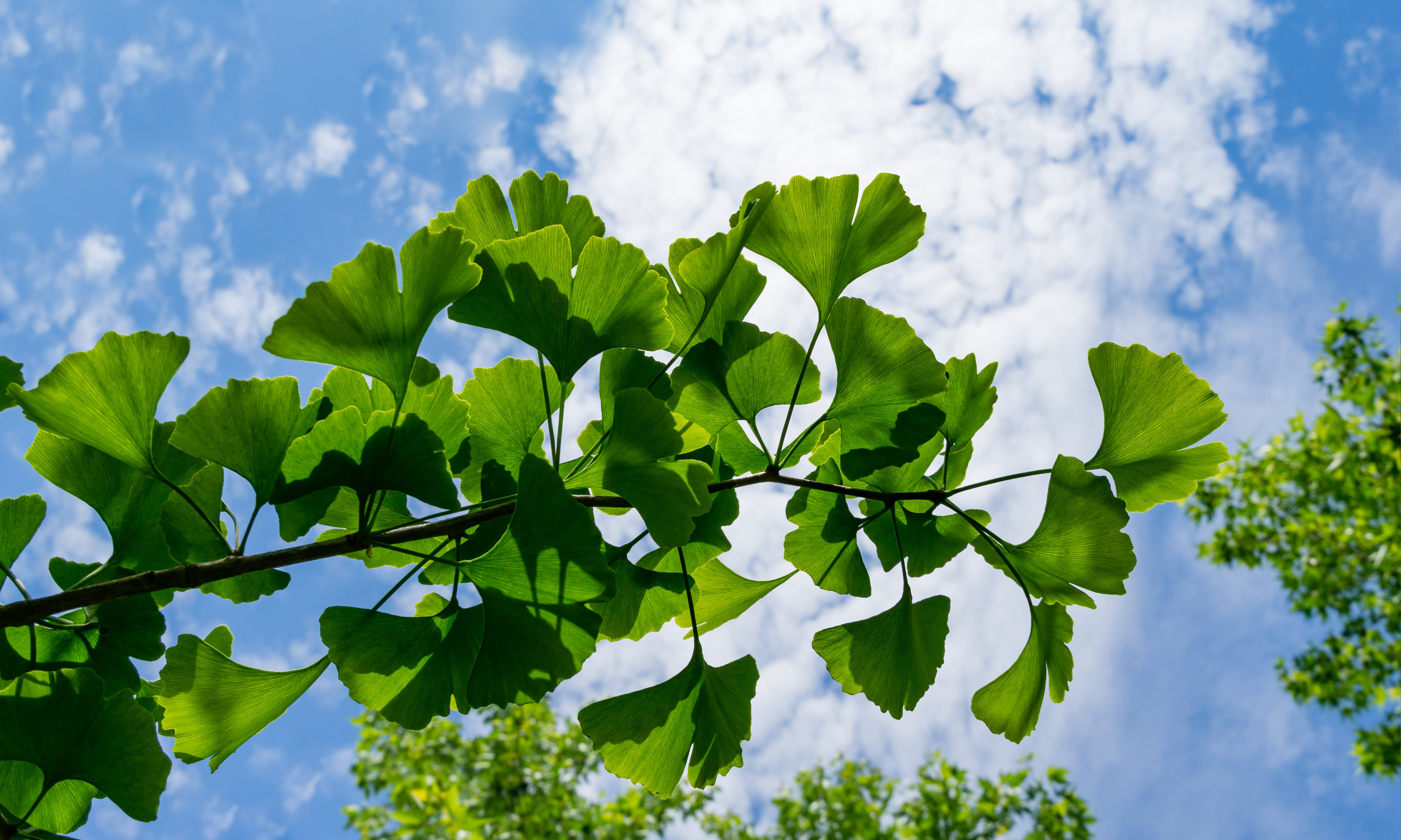 Rama de ginkgo biloba (Shutterstock España)