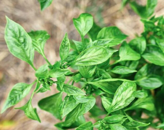 Qué es el tulsi, la planta milenaria y poco conocida que ayuda a eliminar el estrés y fortalece el sistema inmunológico del cuerpo